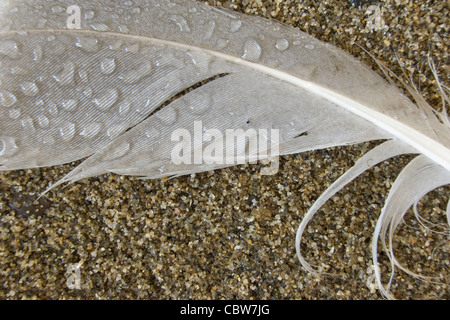 Feder am Strand Stockfoto
