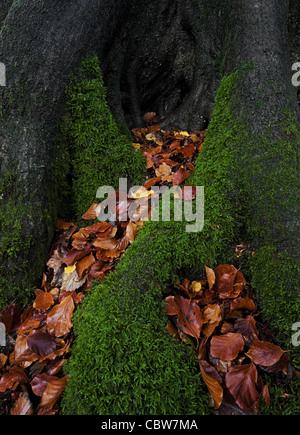 Cotswold Buchenholz, Mitarbeiter, Sheepscombe Stockfoto