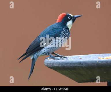 Eichel Spechte Melanerpes Formicivorus Costa Rica Stockfoto