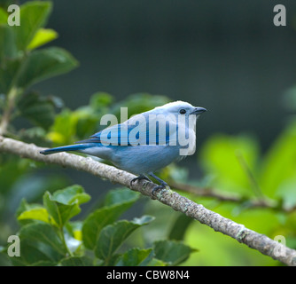 Blau-graue Tanager (Thraupis Episcopus), Costa Rica Stockfoto