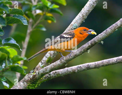 Weiß-winged Tanager Piranga Leucoptera Costa Rica Stockfoto