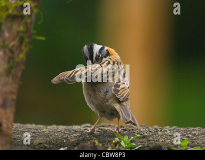 Rufous-Kragen Sparrow Zonotrichia Capensis Costa Rica Stockfoto