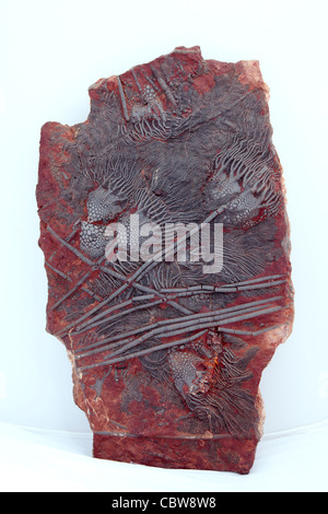 Scyphocrinus Elegans, Meer Lily Fossil, Crinoid Stockfoto