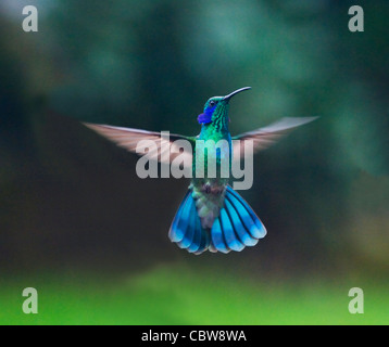 Grünes violett-Ohr (Colibri Thalassinus), Costa Rica Stockfoto