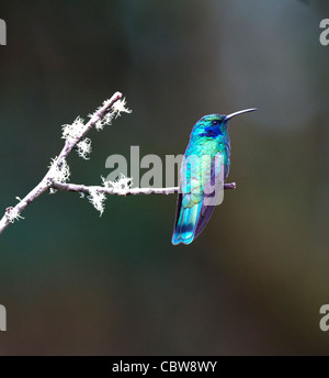 Grünes violett-Ohr (Colibri Thalassinus), Costa Rica Stockfoto