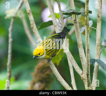Silber-throated Tanager Tangara Icterocephala Costa Rica Stockfoto