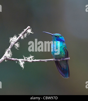 Grünes violett-Ohr (Colibri Thalassinus), Costa Rica Stockfoto
