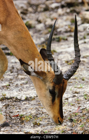 Männliche schwarze konfrontiert Impala (Aepyceros Melampus Petersi) im Etosha Nationalpark, Namibia. Stockfoto