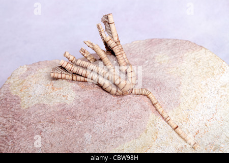Scyphocrinus Elegans, Meer Lily Fossil, Crinoid Stockfoto