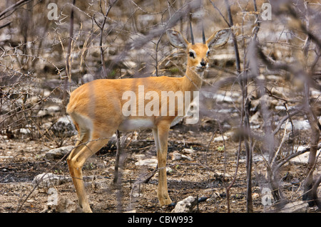 Steinböckchen (Raphicerus Cempestris) im Etosha Nationalpark, Namibia. Stockfoto