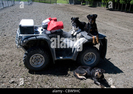 Der große Hügel, Täler und Auen der New Zealand Wharekauhau Lodge sind wo Schaf Hütehund oft nützlich. Stockfoto