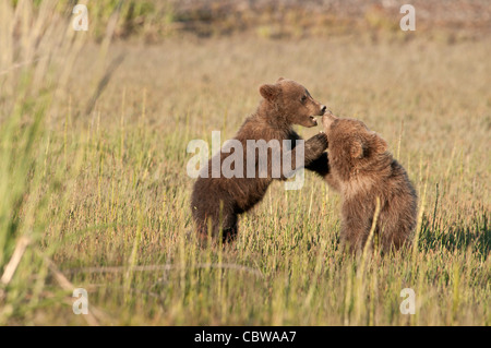 Stock Foto von zwei Alaskan Braunbär Jungen spielen. Stockfoto