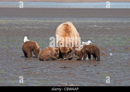 Stock Foto einer Alaskan Braunbär Familie clamming bei Ebbe. Stockfoto