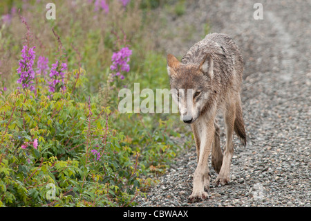 Stock Foto von einem Alaskan grauer Wolf entlang der Straße im Denali National Park. Stockfoto