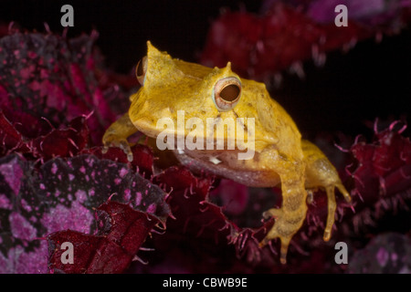 Solomon Insel Blatt Frosch, Ceratobatrachus aus Stockfoto