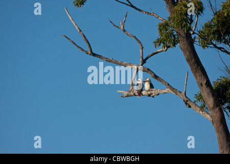 Zwei Kookaburras thront auf einem Ast in einem Eukalyptus-Baum Stockfoto