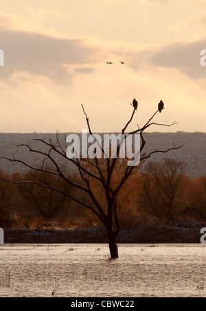 Zwei Adler thront in einem toten Baum Stockfoto