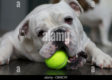 Englische Bulldogge mit Tennisball Stockfoto