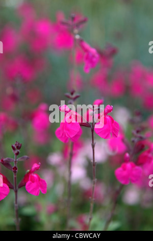 Salvia X jamensis "Himbeer Royale" Stockfoto