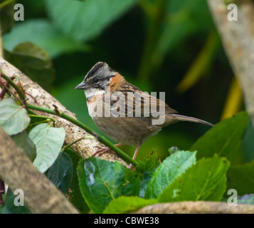 Rufous-Kragen Sparrow Zonotrichia Capensis Costa Rica Stockfoto