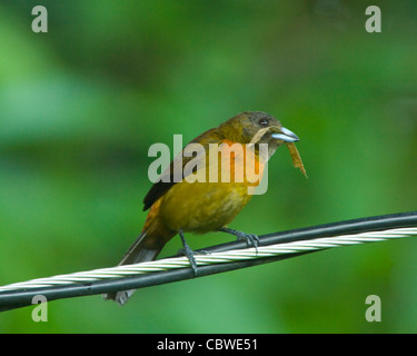 Scharlach-Psephotus Tanager (Ramphocelus Costaricensis), Weiblich, Costa Rica Stockfoto