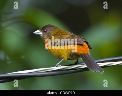 Scharlach-Psephotus Tanager (Ramphocelus Costaricensis), Weiblich, Costa Rica Stockfoto