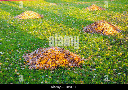 Rake Blätter Pfähle im Herbst Garten. Garten im Herbst Reinigung. Stockfoto