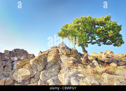 Einzelner Baum auf den Felsen Stockfoto