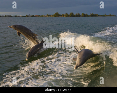 Tümmler springen schwimmen in den Gewässern vor Gasparilla Island Florida Stockfoto