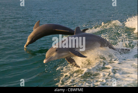 Tümmler springen schwimmen in den Gewässern vor Gasparilla Island Florida Stockfoto