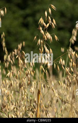 Ungarische Hafer (Avena Sativa Orientalis), Reife Rispen auf einem Feld. Stockfoto