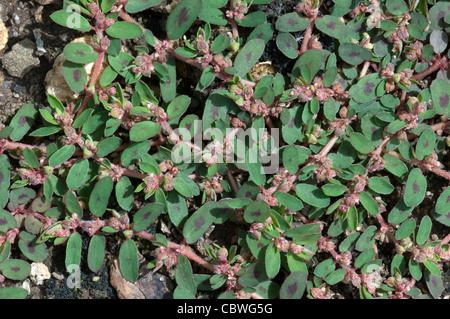 Gefleckte Wolfsmilch, niederwerfen Wolfsmilch (Euphorbia Maculata). Stockfoto