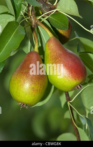Gemeinsamen Birne, Europäische Birne (Pyrus Communis), Sorte: Gute Luise, reife Frucht auf einem Baum. Stockfoto