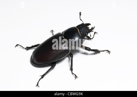 Europäische Hirschkäfer (Lucanus Cervus), Weiblich, Studio Bild vor einem weißen Hintergrund. Stockfoto