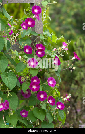 Prunkwinde (Ipomoea Tricolor). Blühende Pflanze auf einem Zaun. Stockfoto