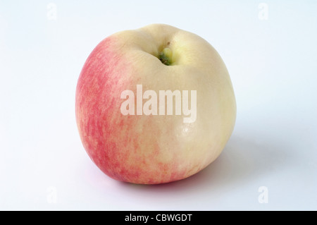Heimischen Apfel (Malus Domestica), Sorte: Jakob Fischer, reife Frucht. Studio Bild vor einem weißen Hintergrund. Stockfoto