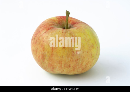 Heimischen Apfel (Malus Domestica), Sorte: James Grieve, reife Frucht. Studio Bild vor einem weißen Hintergrund. Stockfoto