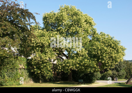 Pagode-Baum (Styphnolobium Japonicum, Sophora Japonica), blühender Baum. Stockfoto