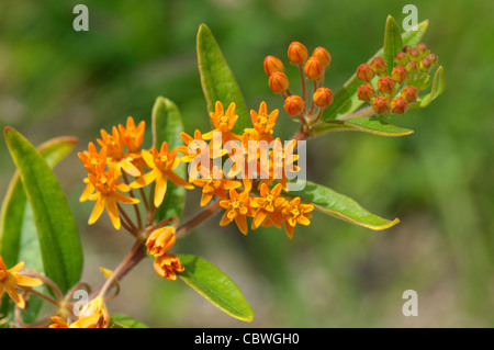 Schmetterling, Unkraut, Pleuritis Wurzel, Blüte Schmetterling Seidenpflanze (Asclepias Tuberosa). Stockfoto