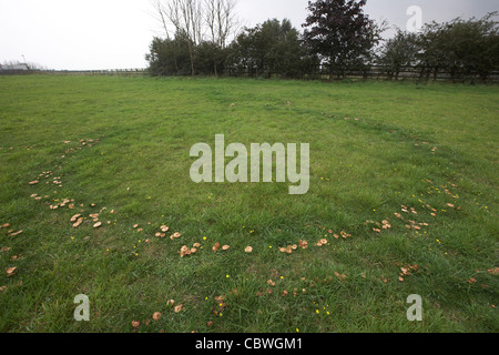 Fairy Ring von Pilzen auf einer Wiese, UK, wächst in einem Kreis Stockfoto