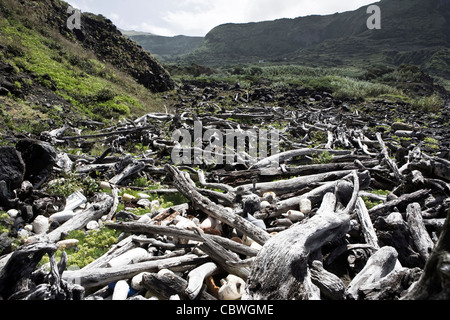 Lajes Das Flores auf der Insel Flores auf den Azoren.  Treibholz angespült an der Westküste von Flores aus dem Atlantischen Ozean. Stockfoto