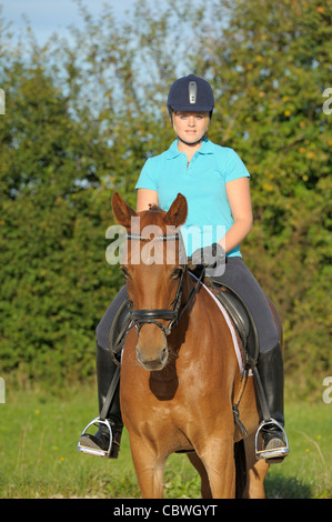 Junge Reiter auf Rückseite des Bayerischen Warmblut Pferd. Stockfoto