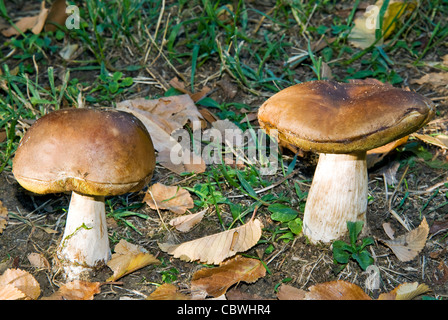 Steinpilze, Penny Bun, KEP, Pilze, (Boletus Edulis) im Wald Stockfoto