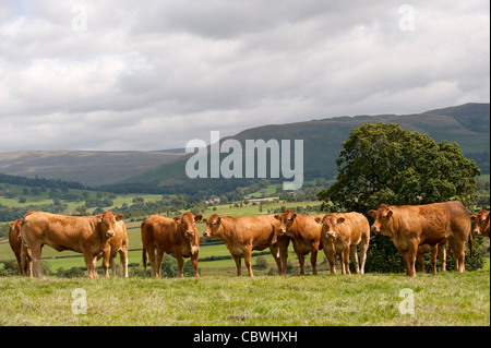 Limousin Färsen Weiden in Weiden mit Hügeln im Hintergrund. Stockfoto