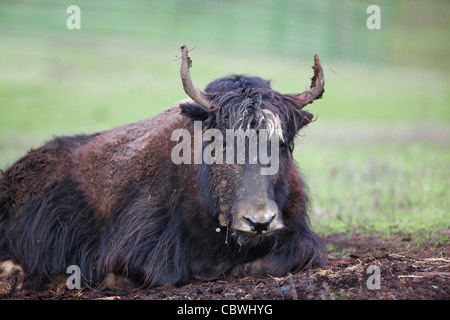 Flache Focus Bild ein schmutziges Braun und schwarz Yak mit Weichzeichner grünen Rasen im Hintergrund Stockfoto