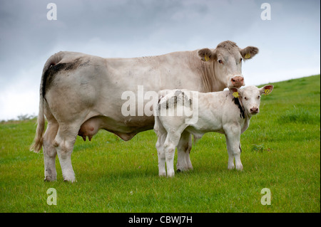 Charolais Kuh und Kalb auf der Weide. Stockfoto