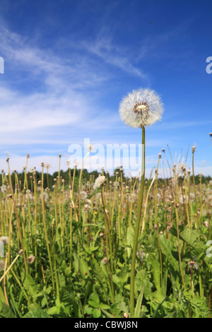 Löwenzahn Stockfoto