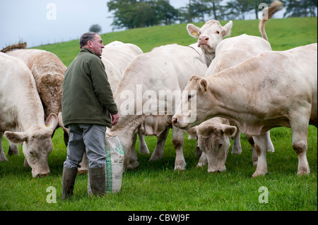 Landwirt seine Herde von Charolais-Rindern zu betrachten. Stockfoto