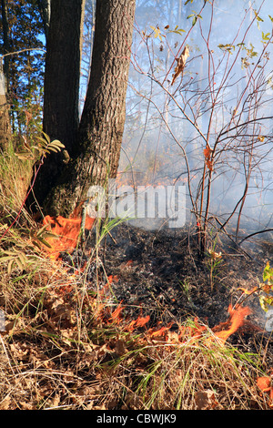 Feuer in Holz Stockfoto