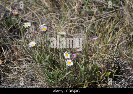 Symphyotrichum Vahlii Lebensraum Nationalpark Los Glaciares Straße 11 Santa Cruz Provinz Patagonien Argentinien Südamerika Stockfoto